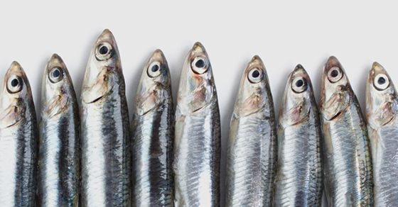 Spot phishing scams sardines